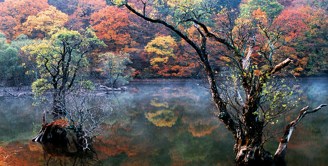 주산지 이미지