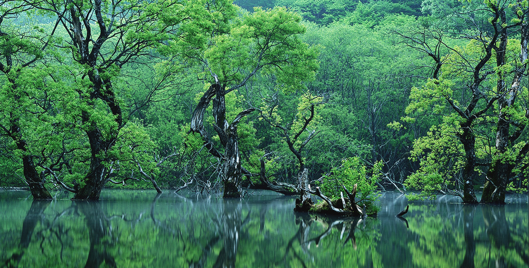 주산지 이미지